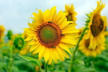 Naklejka premium Sunflower field in sunny day
