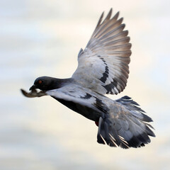 flying pigeon bird with nature background