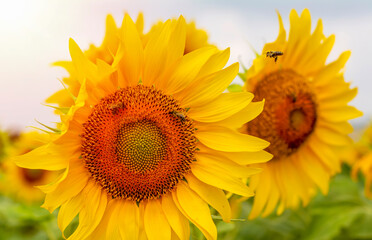 Obraz premium Sunflower field in sunny day