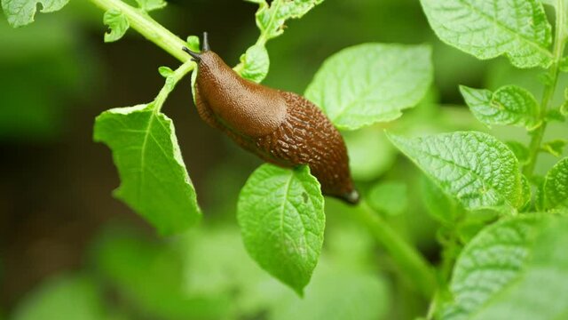 Spanish slug pest Arion vulgaris snail parasitizes on potato leaves Solanum tuberosum potatoes leaf vegetables cabbage lettuce moving garden, eating ripe plant crops. Invasive slug native Spain land