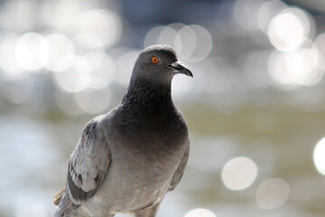 pigeon bird with nature background