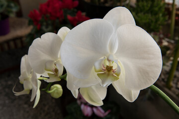 Naklejka na ściany i meble Winter flowers. Closeup of a Phalaenopsis orchid white flower and big petals, blooming in the interior garden. 