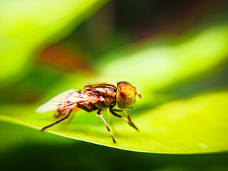 fly on leaf