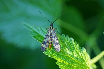 one gray moth insect sits on a green leaf of a nettle plant in nature