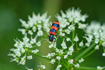 one big red black beetle on a white flower in nature on a sunny day
