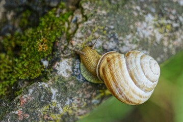one snail crawls on a gray stone in the street in nature