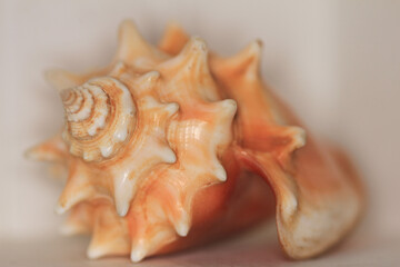 sea shell on white background