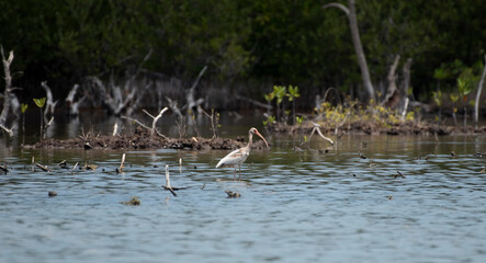 White Ibis