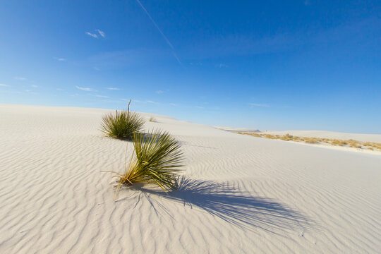 Desert Sand Dune Background. Soap tree yucca plant in the sand dunes of White Sands National Park in New Mexico.