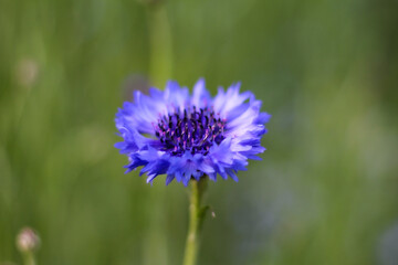 青いコーンフラワーの花