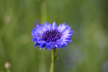 青いコーンフラワーの花