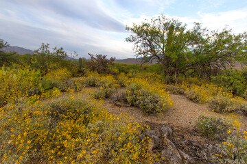 Brittlebush in full bloom with vibrant yellow flowers in the American Southwest desert.