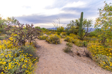 Wildflower Desert Landscape. Wildflowers and cactus in the desert wilderness of Saguaro National Park outside of Tucson, Arizona.