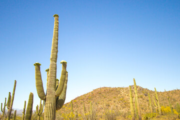 Saguaro Cactus in bloom. Large Saguaro cactus with wildflowers at Saguaro National Park in Tucson Arizona.