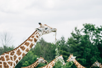 Toronto Zoo Afternoon