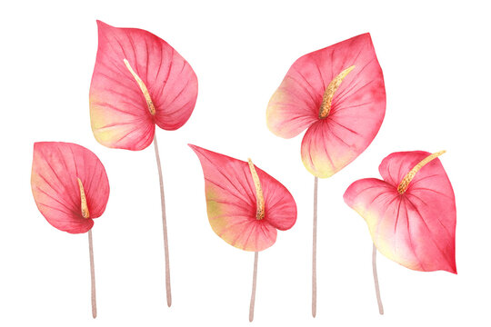Watercolor hand painted set of pink tropical flowers anthurium. Floral clipart illustration of exotic jungle plants for design background, web template, digital paper, home decor, botanical print.