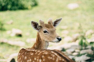 Toronto Zoo Afternoon