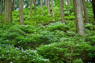 杉木立の中で咲く満開のコアジサイ