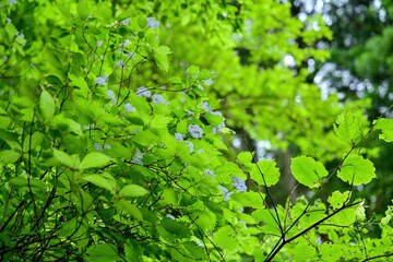 Fototapeta na wymiar 仰ぎ見る満開のコアジサイと新緑の若葉のコラボ