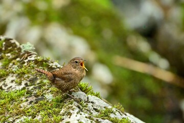 苔むした岩の上で大きな声でさえずるミソサザイ