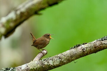 グリーンバックに大きな声でさえずるミソサザイ