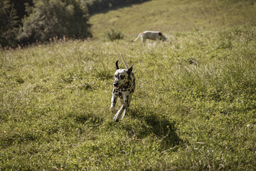 Fototapeta premium retrato de perro de piel blanca y negra y raza dalmata