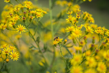 bee on yellow flowers