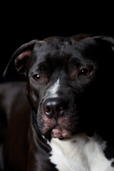 American pit bull terrier on dark background. Close up.