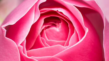 Obraz na płótnie Canvas close-up of a light pink rose, macro image of pink rose, rose bud texture