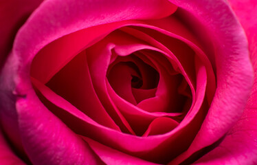 Fototapeta na wymiar close-up of a light red rose, macro image of pink rose, rose bud texture
