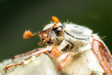 portrait of the May beetle, Melolontha from the family of Scarabaeidae or Scarabaeidae sensu lato, close up, super macro, sitting on a tree in natural living conditions © Alexey Wraith
