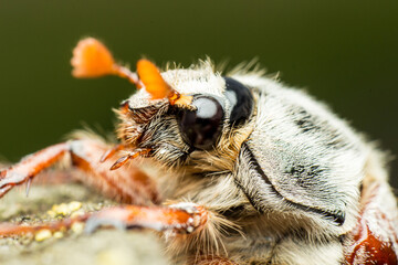 portrait of the May beetle, Melolontha from the family of Scarabaeidae or Scarabaeidae sensu lato, close up, super macro, sitting on a tree in natural living conditions © Alexey Wraith