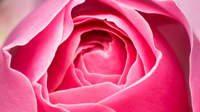 close-up of a light pink rose, macro image of pink rose, rose bud texture