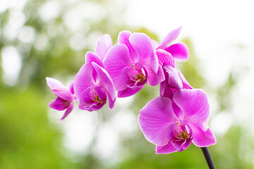 Fototapeta na wymiar purple orchid flowers with leafy green background