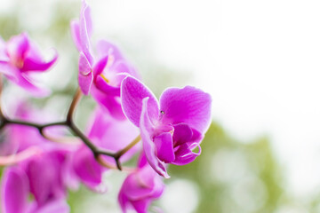 Fototapeta na wymiar purple orchid flowers with bright background