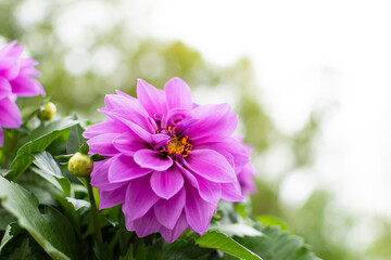 pink and purple flower with bright leafy background