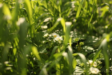 green grass and flowers
