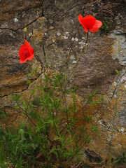 Two red poppies against the background of a dark stone wall