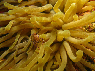 Shrimp, Arrow Crab and Anemone
