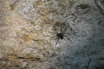 Spider