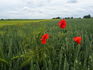A farm field with red poppy flowers