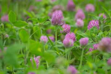clover