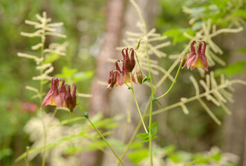 red flowers