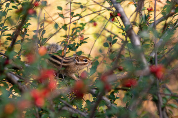 chipmunk