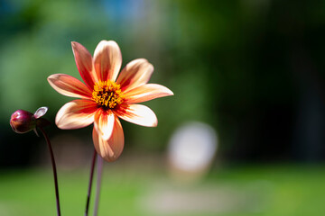 red and yellow flower