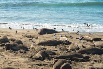 Northern elephant seals on the beach, Pacific Coast, Piedras Blancas, California, United States