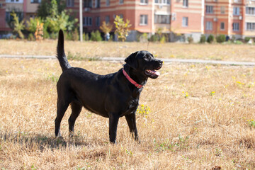 labrador retriever on nature
