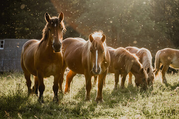 Yeguas marrones de ganaderia en el campo con luz de atardecer