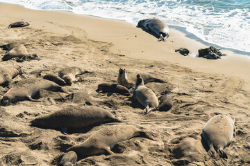 Fototapeta na wymiar Elephant seals colony, mating season. San Simeon State Park, California Coast