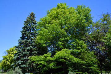 Tree in garden in spring season in Quebec Canada